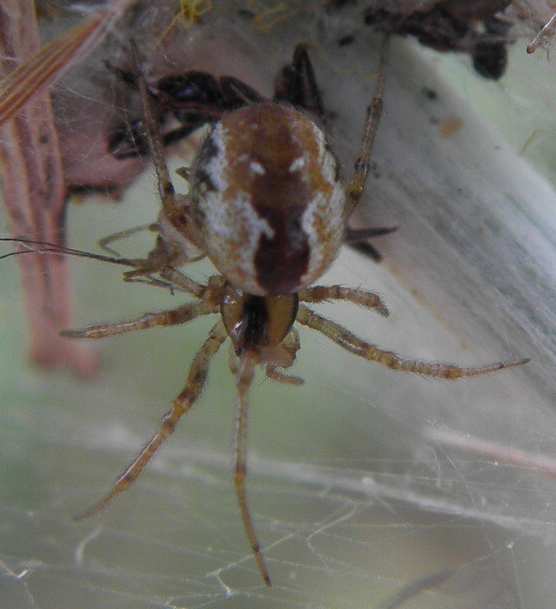 Kochiura aulica